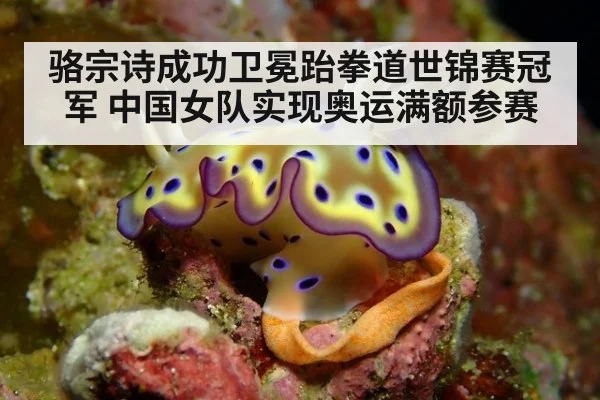 骆宗诗成功卫冕跆拳道世锦赛冠军 中国女队实现奥运满额参赛